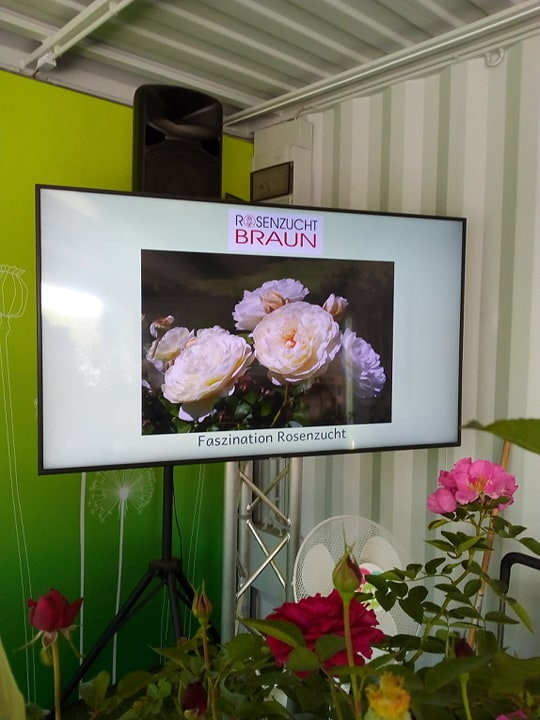 Rosenzucht Braun