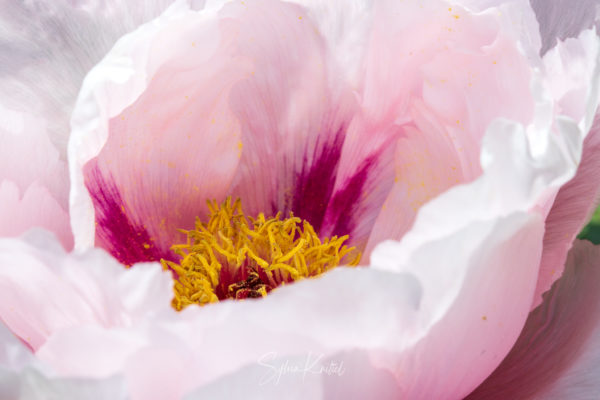 Päonie, Landgarten Frank, Pfingstrose