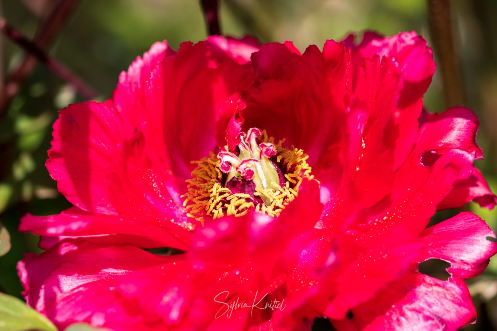 Päonie, Landgarten Frank