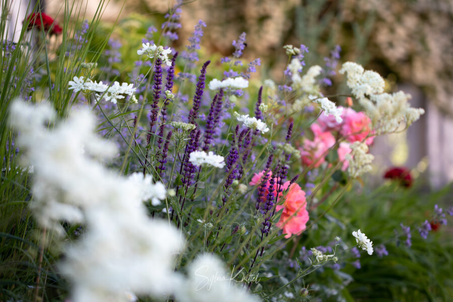 Wiesenhaft im Frühlingsgarten