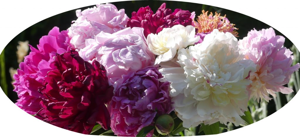 Päonien Sammlung Landgarten Frank