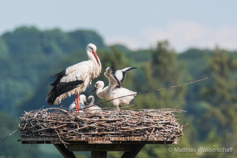 Cristine Bendix, Foto: Matthias Wasserschaff