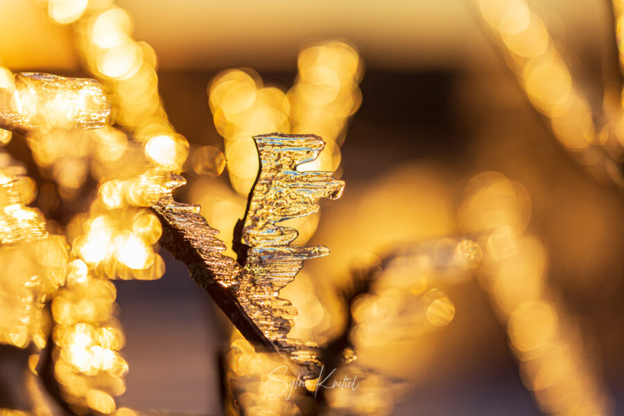 Eis am Baum, Foto: Sylvia Knittel