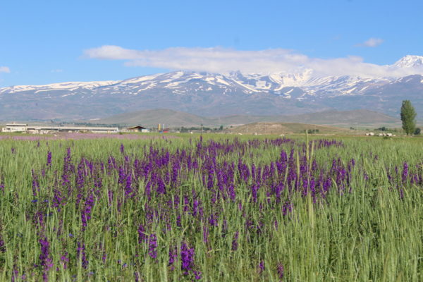 Wiese Iran, Foto: Dorothea Steffen