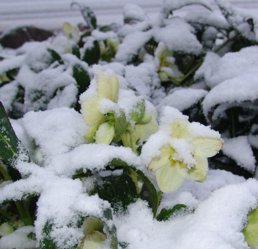 Foto: Susanne Peters