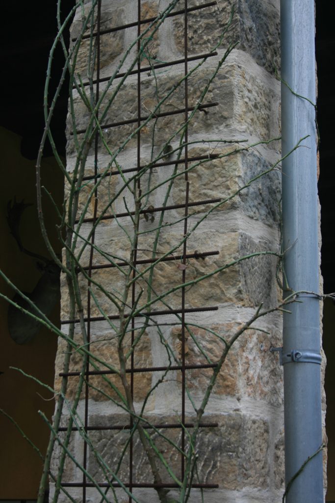 Rosen schneiden, Werner Ruf