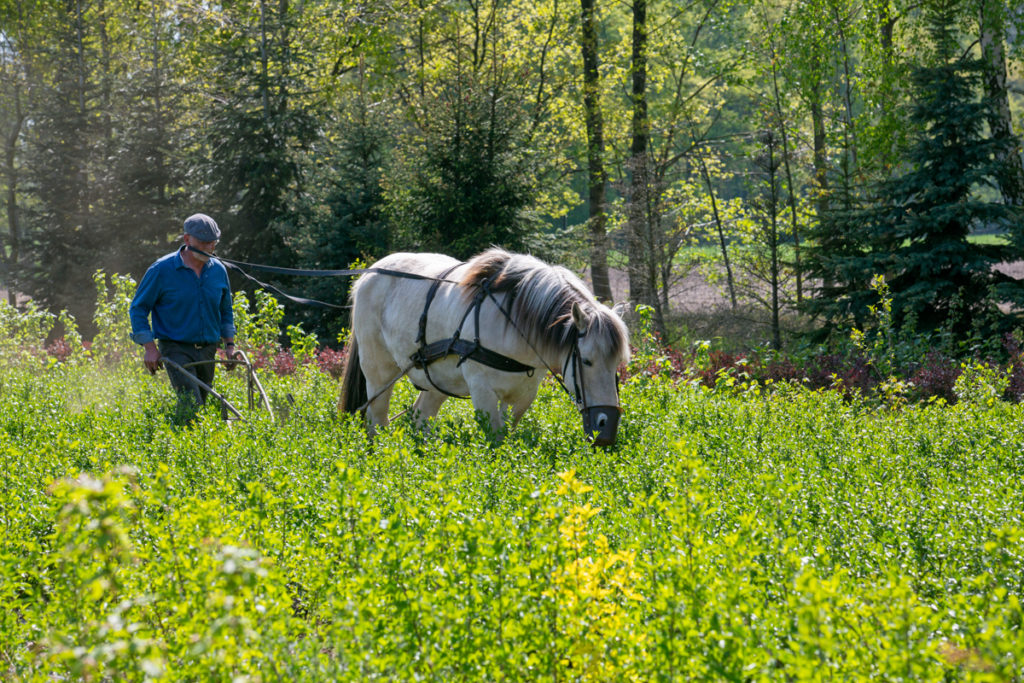 Ralf Upmann mit Nico in der Baumschule Upmann. Foto: Marion Nickig