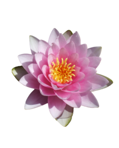 Nymphaea - In unseren Garten-Vorträgen kannst Du dein Wissen erweitern, viele Anregungen und Ideen für deinen Garten sammeln und dich mit anderen leidenschaftlichen Natur- und GartenliebhaberInnen verbinden. Unsere Vorträge nehmen dich auch mit in fremde Länder und Gärten und bringen dich zum Träumen.