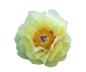 Barzella - Wir sind eine kleine Gruppe leidenschaftlicher Gärtnerinnen