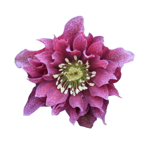 Helleborus - Referentinnen und Referenten – Garten, Pflanzen & Botanik