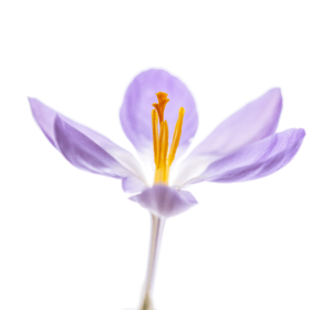 Krokus - Wir sind eine kleine Gruppe leidenschaftlicher Gärtnerinnen