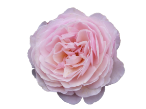 Rose zu Online-Kurse zu aktuellen Gartentrends und Botanik