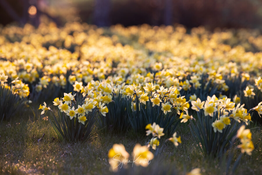 Foto: Sylvia Knittel, Blumenzwiebeln, Schneeglöckchen, Galanthus, Eranthis, Winterlinge, Crocus tommasinianus, Elfenkrokus