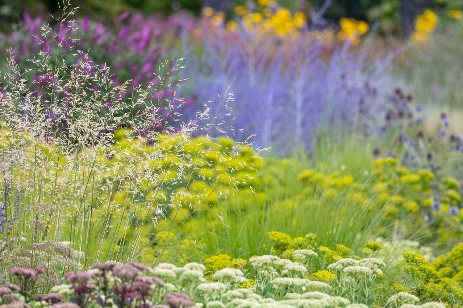 Farben im Garten, Foto: Sylvia Knittel