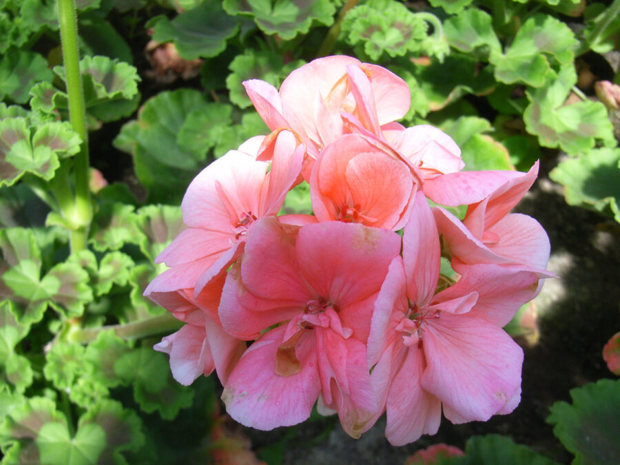 Geranien, Foto: Renate Hücking