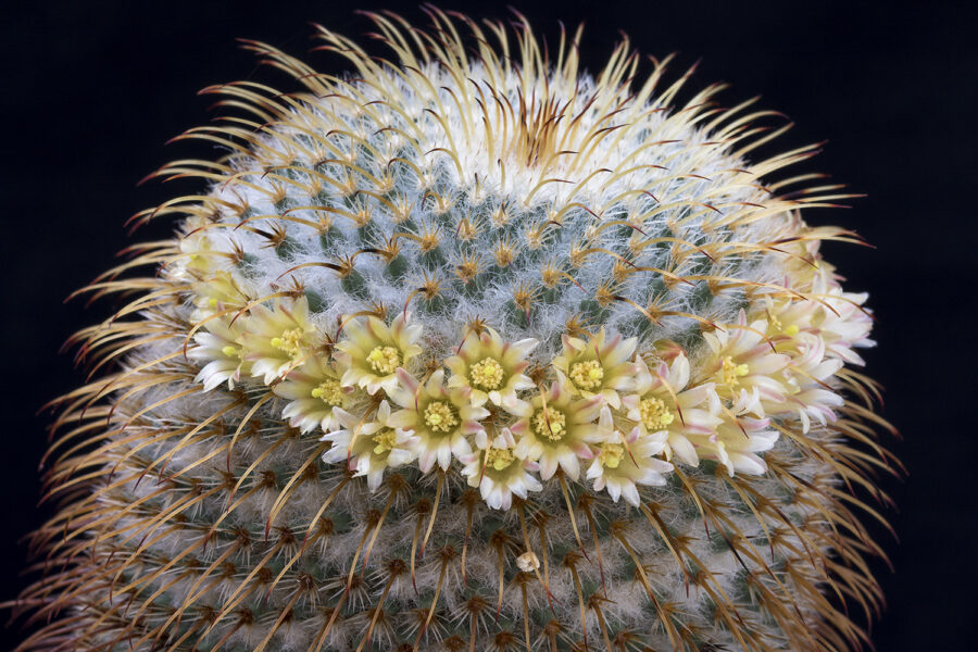 Mammillaria dixantocentron ©Helga Januschkowetz