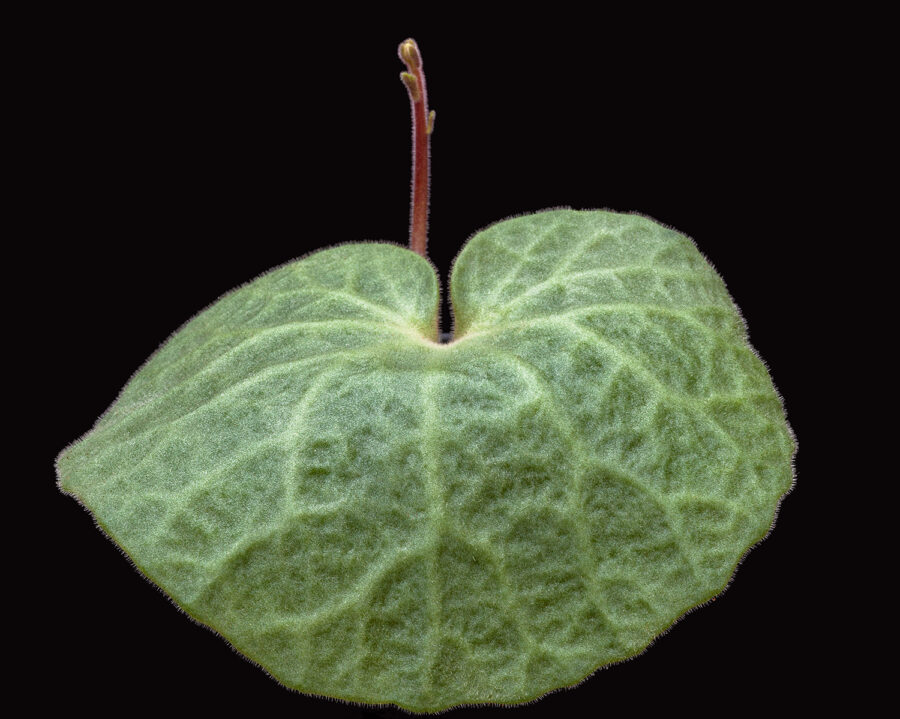 Tylecodon singularis ©Helga Januschkowetz