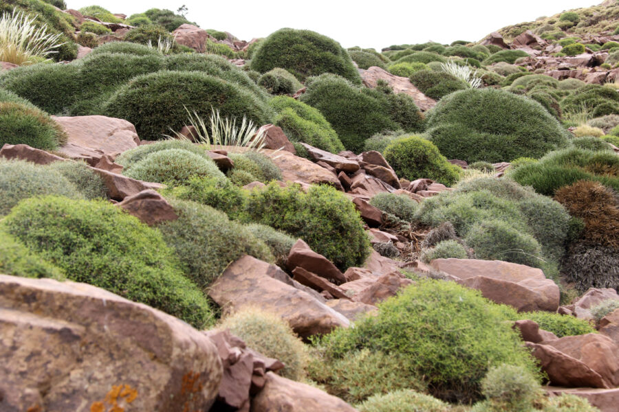 Foto: Thomas Eidmann, Dornpolsterflur in Marokko in 3000 m Höhe