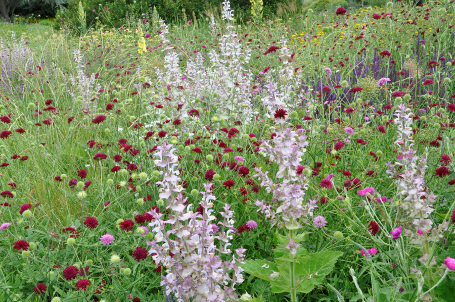 Foto: Cassian Schmidt, Klimawandeltaugliche Pflanzungen