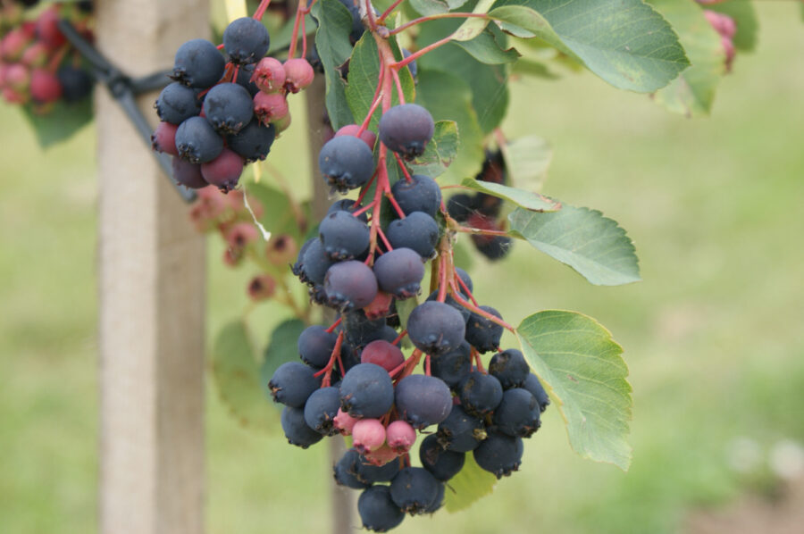 Amelanchier Felsenbirne