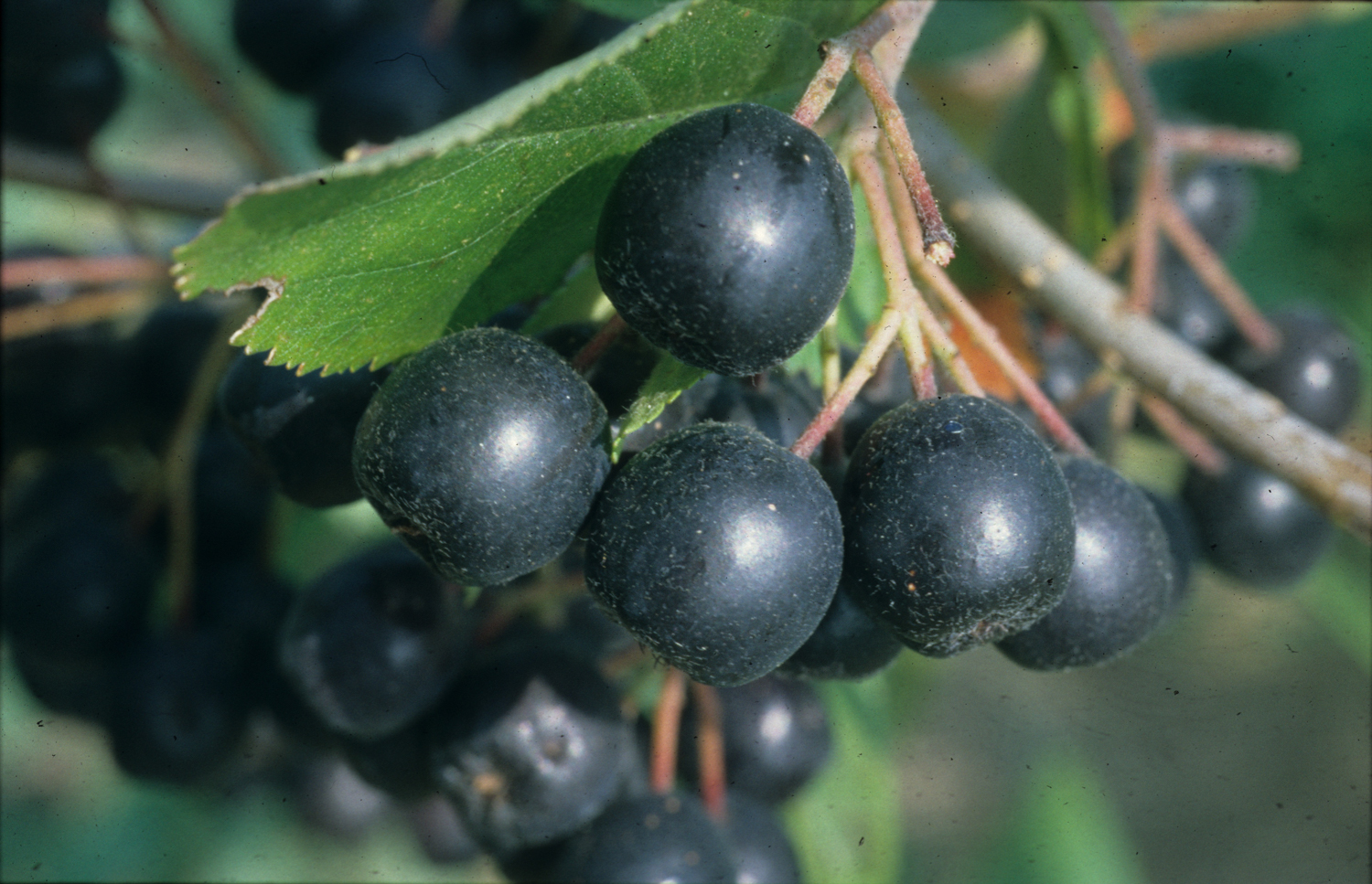 Aronia melanocarpa