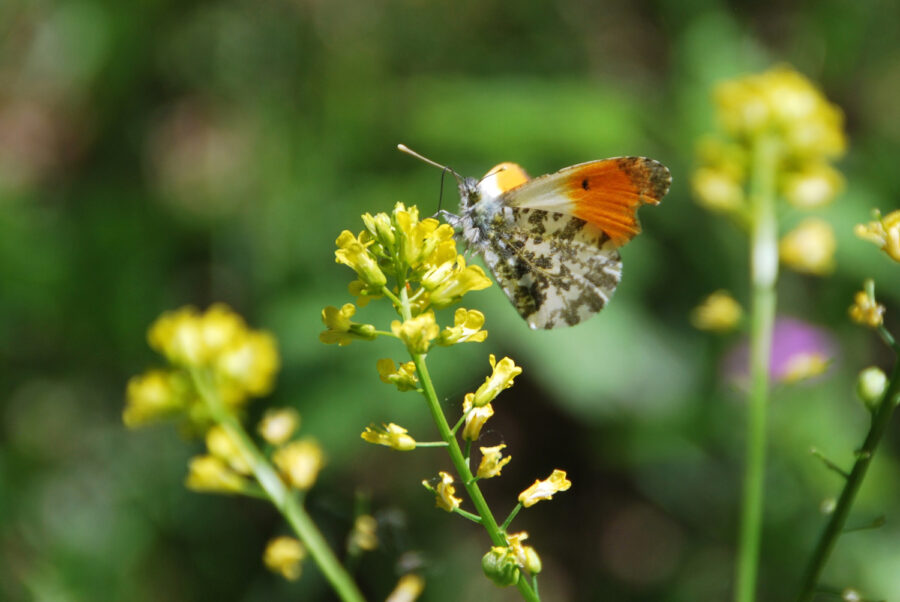 Foto: Anke Clark , Aurorafalter