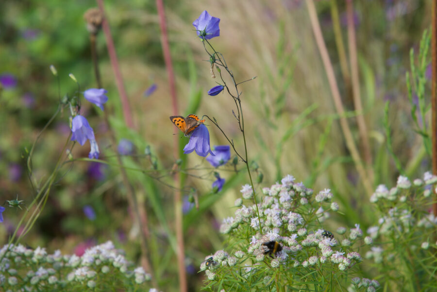 Foto: Anke Clark, Campanula rotundifolia und Pycanthemum tenufolium: Eine Oase für Insekten