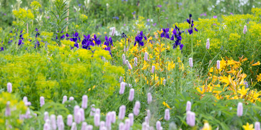 Hermannshof: Bistorta, Iris sibirice, Hemerocallis, Euphorbia, Foto: Sylvia Knittel