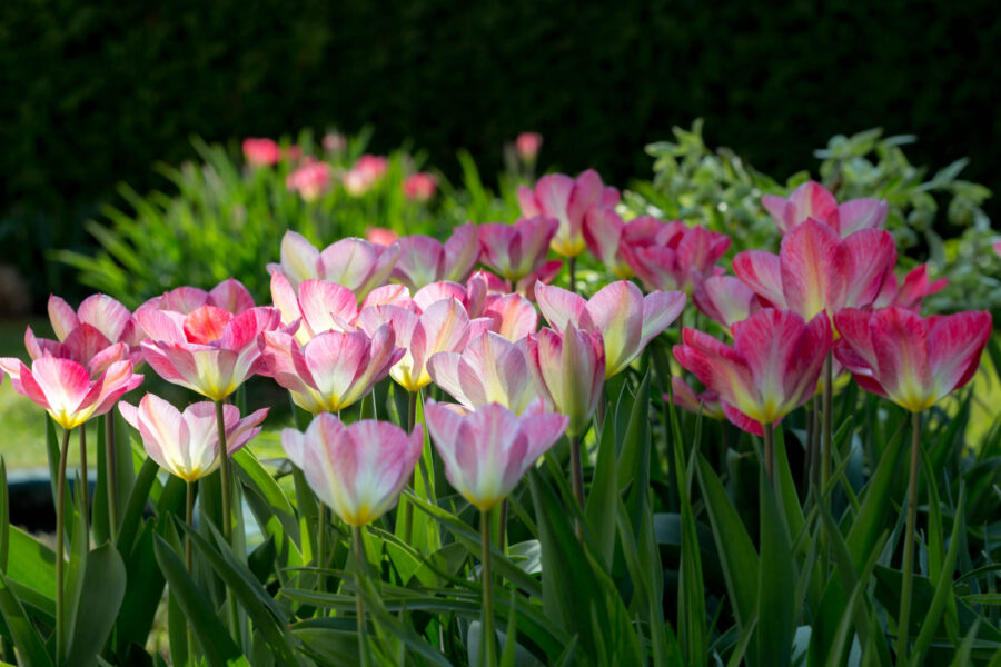 Foto: Sylvia Knittel, Blumenzwiebeln, Tulpe, Tulipa fosteriana