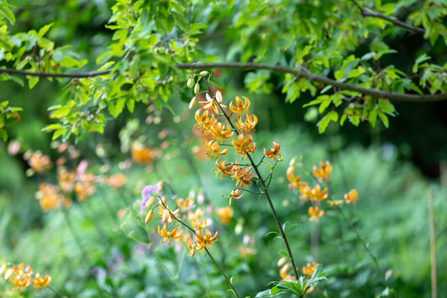 Foto: Sylvia Knittel, Blumenzwiebeln, Lilie, Lilium martagon