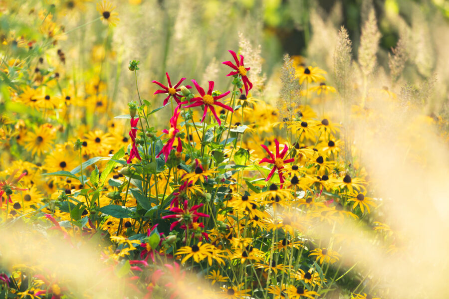 Foto: Sylvia Knittel, Blumenzwiebeln, Windmühlen-Dahlie (Dahlia Honka) mit Rudbeckia und Diamatgras (Calamagrostis brachytricha)