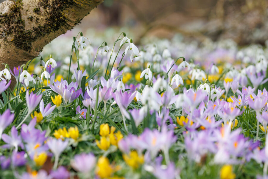 Foto: Sylvia Knittel, Blumenzwiebeln, Schneeglöckchen, Galanthus, Eranthis, Winterlinge, Crocus tommasinianus, Elfenkrokus