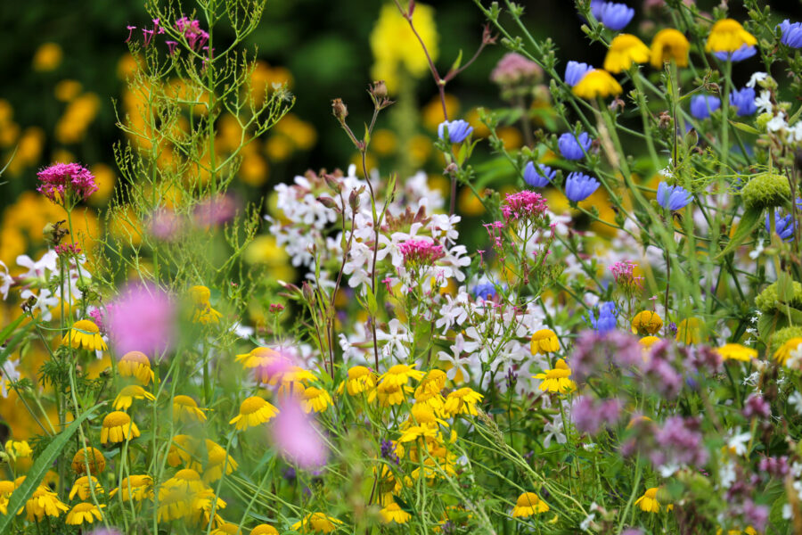 Naturgarten Foto: Frank Reh