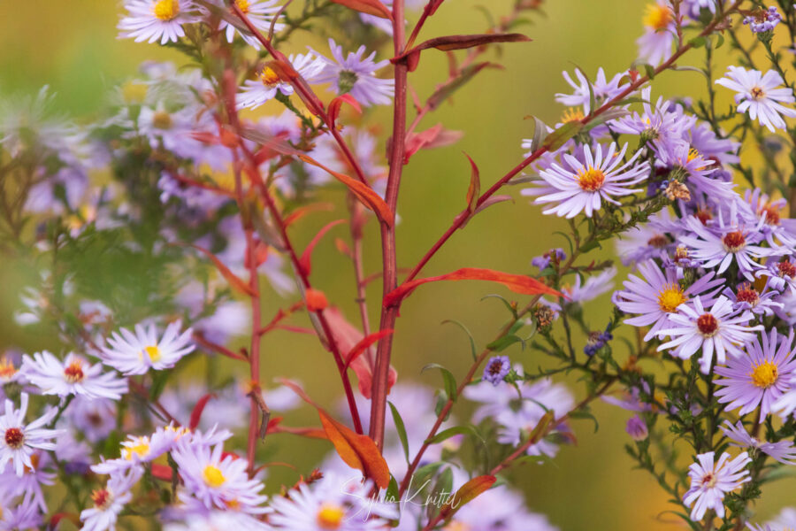Aster, Herbst, Blüte, Foto: Sylvia Knittel