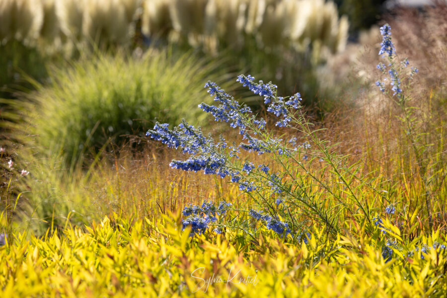 Salvia azurea grandiflora, Beet, Herbst, Amsonia, Panicum virgatum „Shenandoah Miscanthus Foto: Sylvia Knittel