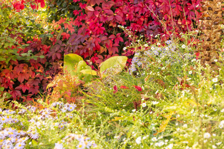 Parthenocissus quinquefolius, Aster Ageratoides und Aster ericoides „Schneegitter“, Foto: Sylvia Knittel