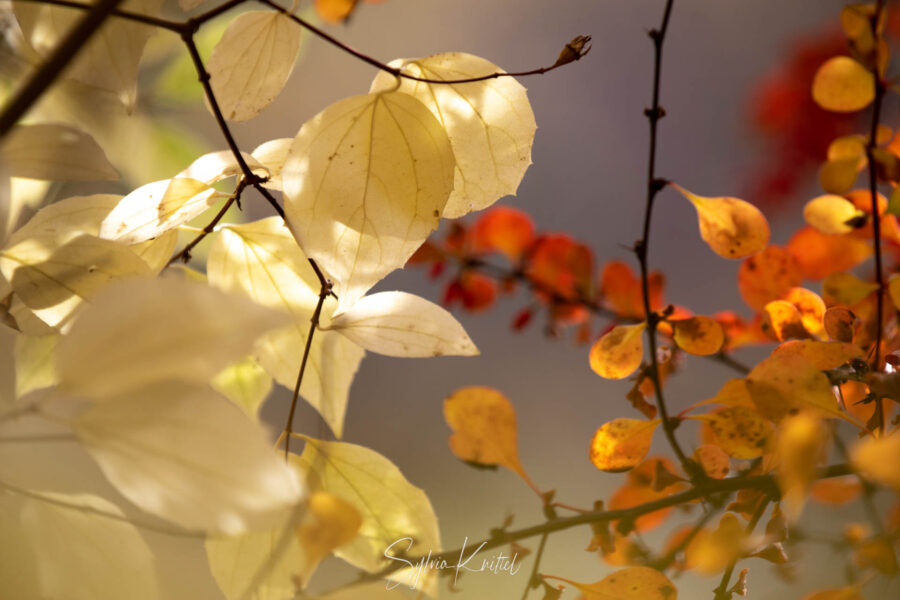 Wilde Beberitze zusammen mit dem fast schon abgefallenen blassgelben Laub eines Philadelphus (Bauernjasmin) Foto: Sylvia Knittel