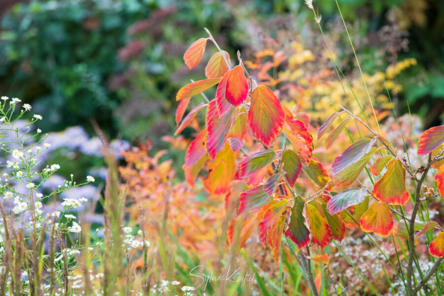 Herbstfärbung einer Hamamelis mollig, Herbstfärbung, Foto: Sylvia Knittel