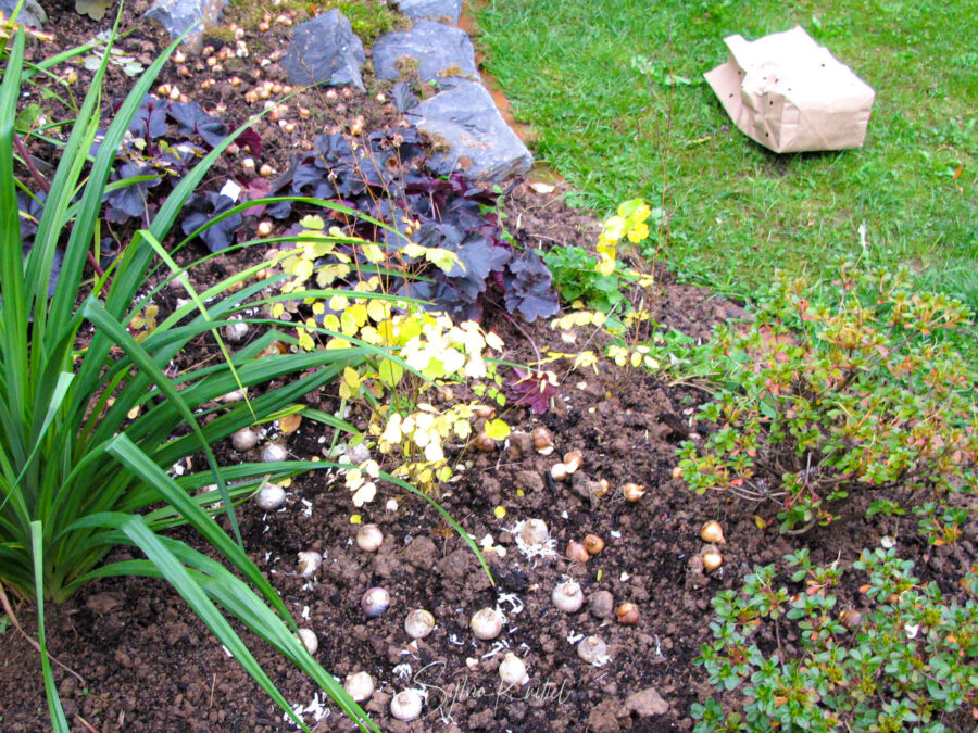 Blumenzwiebeln pflanzen