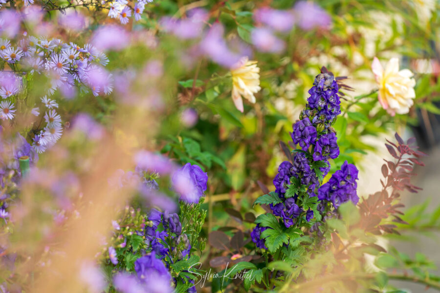 Beet, Herbst, Aster laevis „Calliope“ mit Aconitum carmichaelii „Arendsii“ Foto: Sylvia Knittel