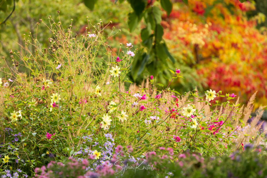 Bunte Dahlien mit Astern und Cosmos, im Hintergrund Sassafras mit Herbstfärbung Foto: Sylvia Knittel