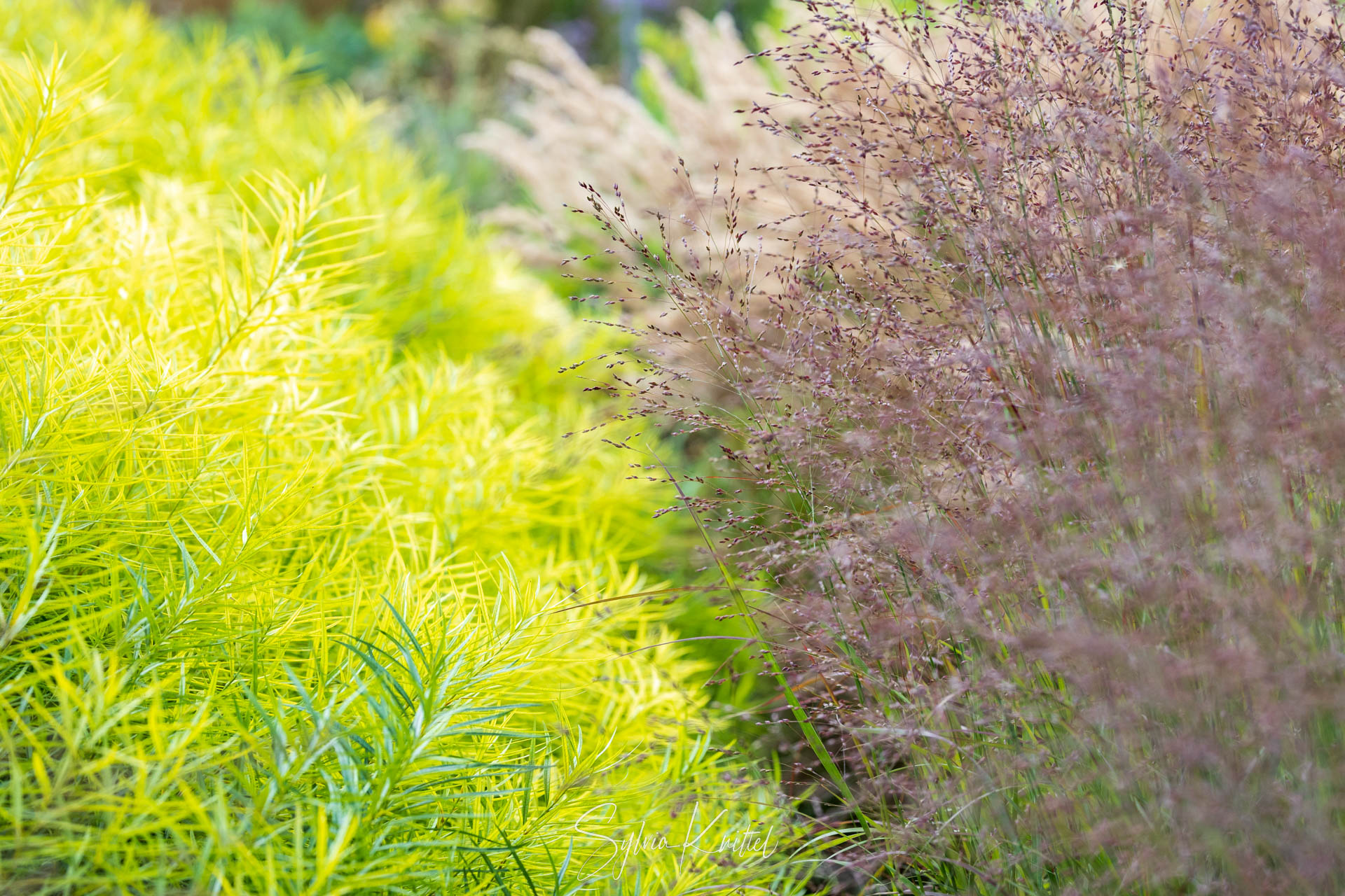 Amsonia hubrichtii, Beet, Herbst, Panicum virgatum „Shenandoah“ in dunkelviolett neben dem gelbgrünen Herbstlaub der Amsonia hubrichtii, Panicum virgatum „Shenandoah“ , Foto: Sylvia Knittel