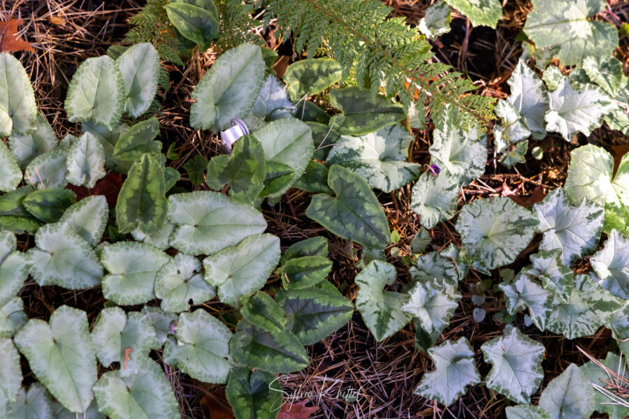 Verschiedene Cyclamen-Sorten im Arboretum Park Härle Foto: Sylvia Knittel