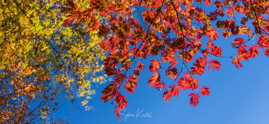 Verschiedene Ahorne in Herbstfärbung, unten Acer aconitifolium in Rot im Arboretum Park Härle Foto: Sylvia Knittel