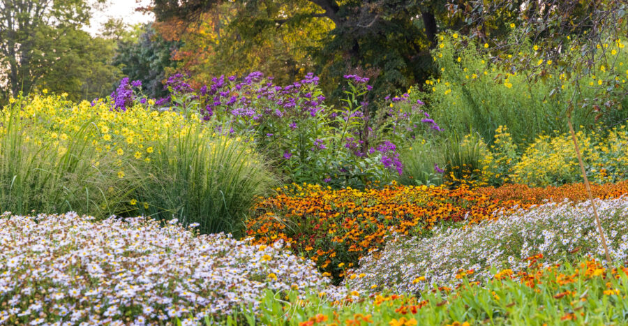 Gestaltung von Petra Pelz: unten Kalimeris incisa „Madiva“ und verschiedene Helenium, dahinter links Panicum virgatum „Badlands und Helianthus microcephalus „Lemon Queen“. Hinten in violett Vernonia crinita „Mammuth“, rechts Rudbeckia tomentosa „Henry Eilers“ und dahinter Helianthus salicicfolius var. orgyalis.
