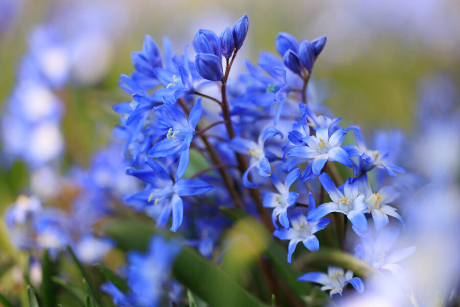 Foto: Sylvia Knittel, Blumenzwiebeln, Scilla und Scilla var. Chionodoxa, Blausternchen