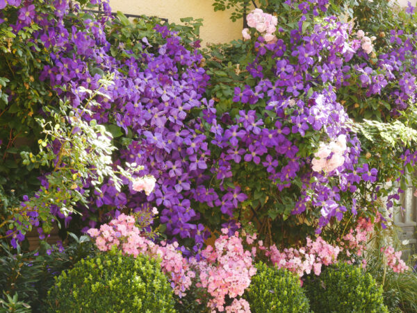 Foto: Brigitte Niemela, Clematis Jackmanii, Rose Fortuna