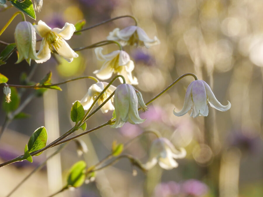 Foto: Brigitte Niemela, Clematis Kaiu