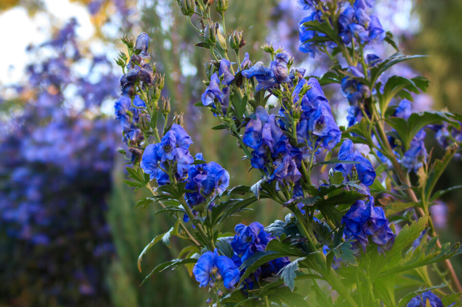 Giftpflanzen im Garten – Vortrag von Dr. Martin Nicko