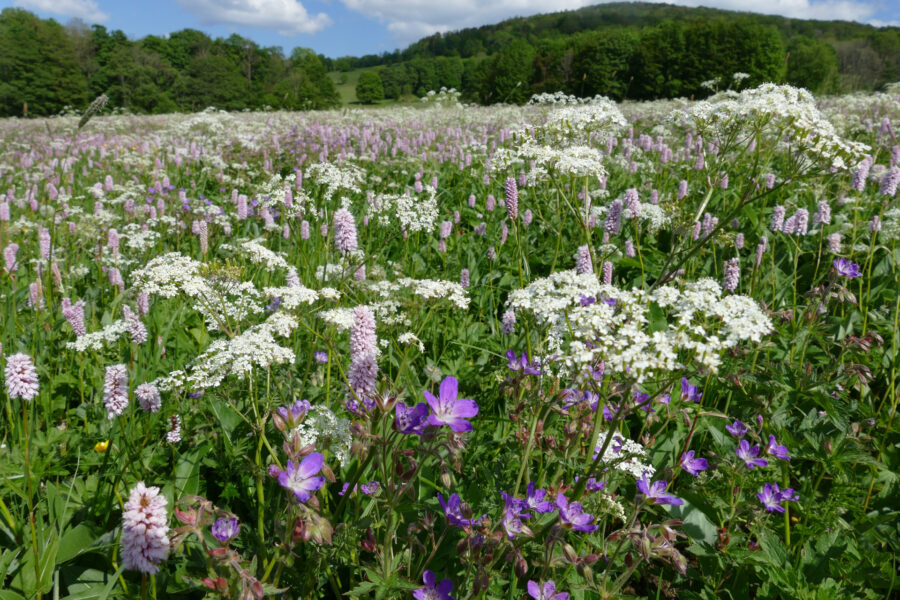 Goldhafer-Waldstorchschnabel-Wiese, Foto: Ulrike Aufderheide